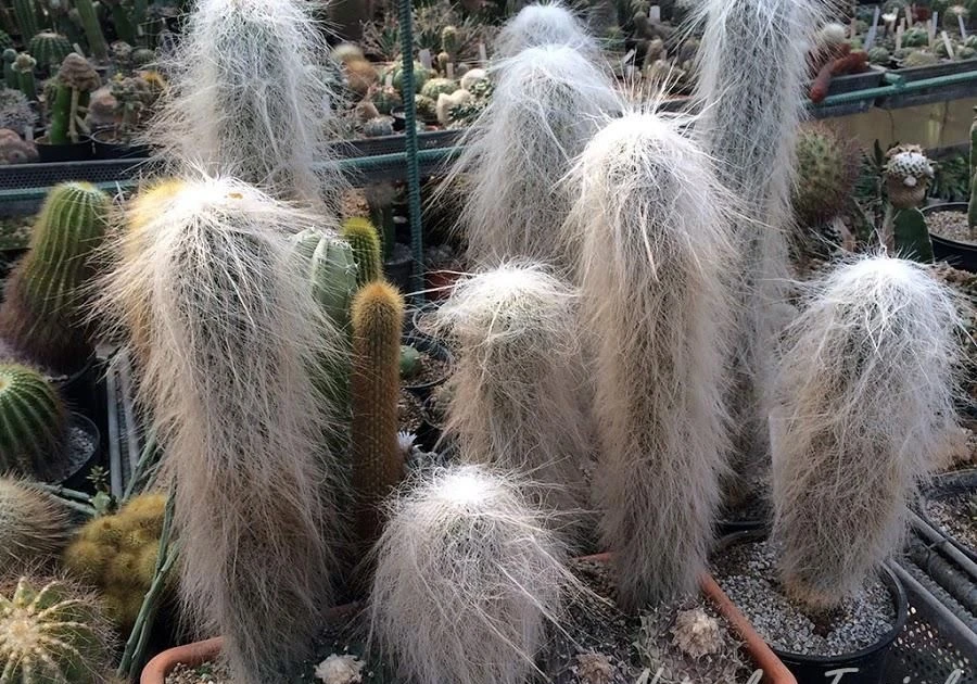 Cây lạ toàn thân phủ trắng như bông, biểu tượng trường thọ được săn lùng