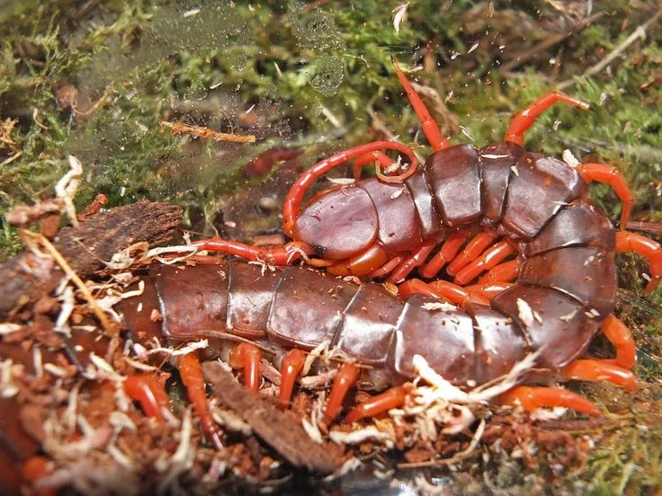 Khám phá loài rết khổng lồ Việt Nam: Sát thủ đêm đáng sợ