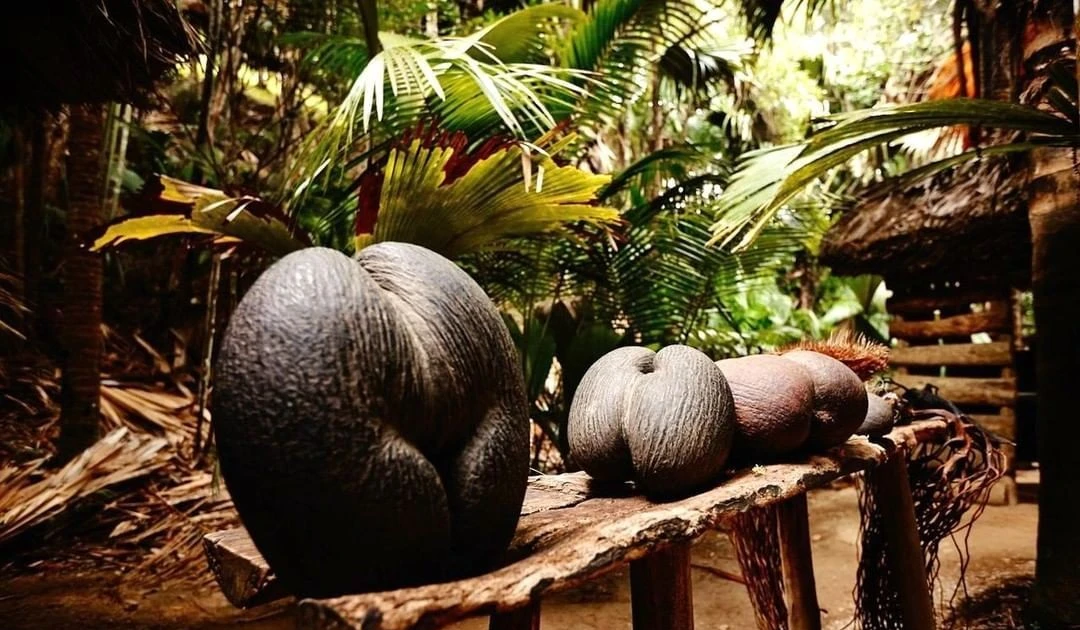 Cây dừa biển hiếm có với quả khổng lồ và lá khổng lồ