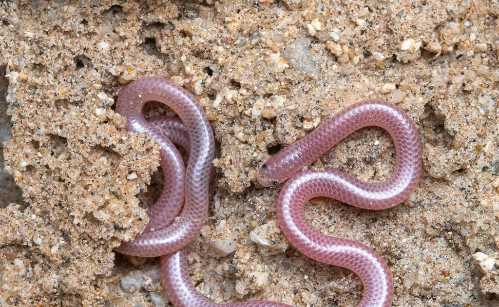 Khám phá loài rắn giun chỉ nhỏ bé, sống âm thầm dưới đất