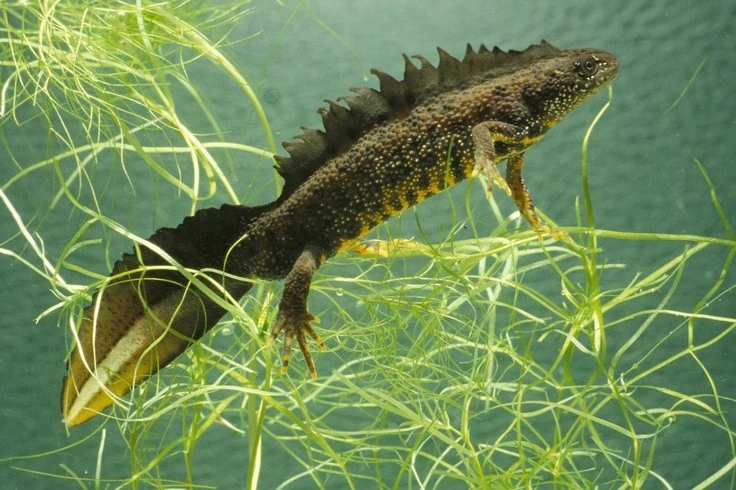 Khám phá loài sa giông mào phương Bắc vẻ ngoài đẹp như huyền thoại