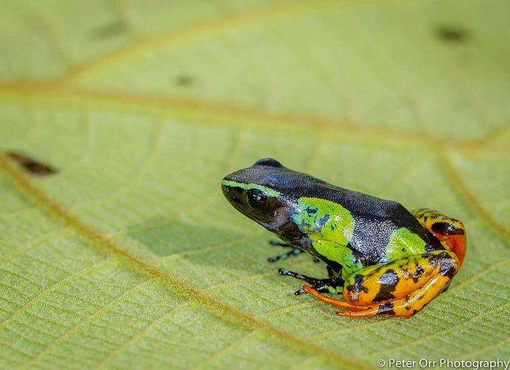Sự kỳ diệu của ếch Mantella hoa Madagascar
