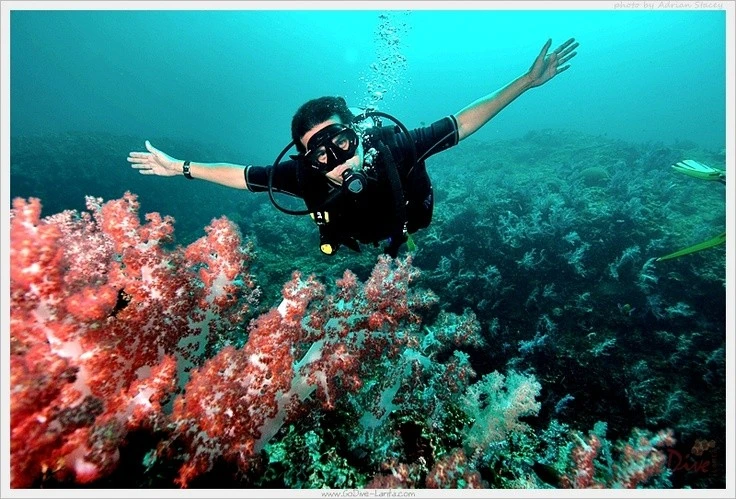 Khám phá hệ sinh thái biển đa dạng của Côn Đảo