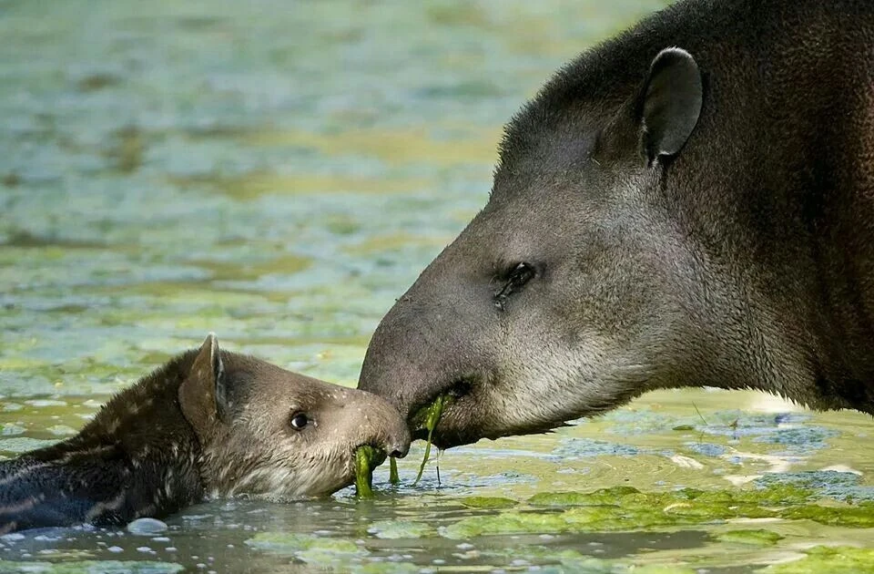 Kỳ thú loài vật nửa voi nửa heo chỉ có trong rừng rậm Nam Mỹ