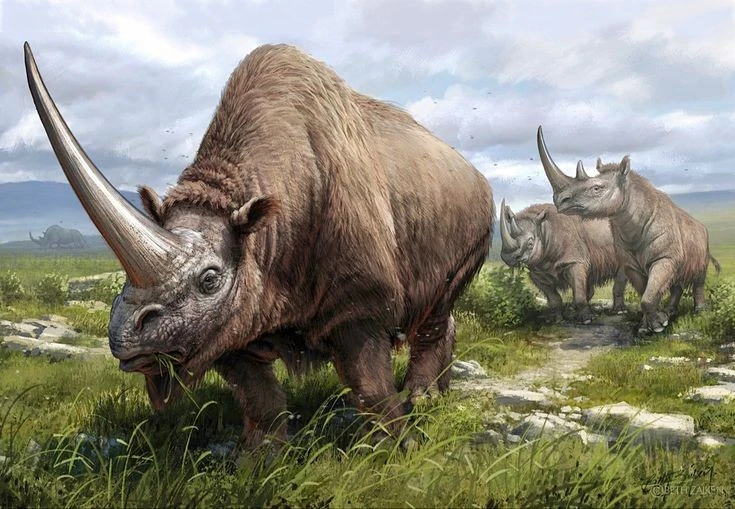 Elasmotherium bí ẩn nguồn gốc huyền thoại kỳ lân từng tồn tại