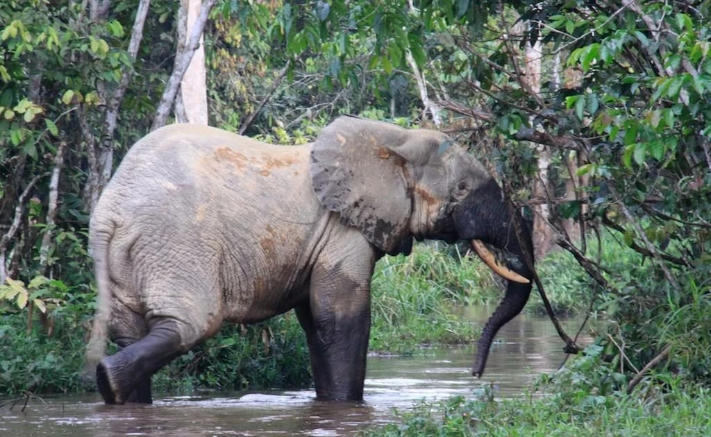 Voi rừng châu Phi, loài nhỏ nhưng quan trọng của hệ sinh thái