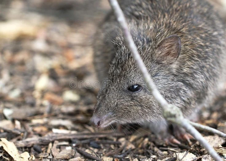 Loài thú nhỏ bé, cổ xưa đóng vai trò quan trọng trong rừng Australia