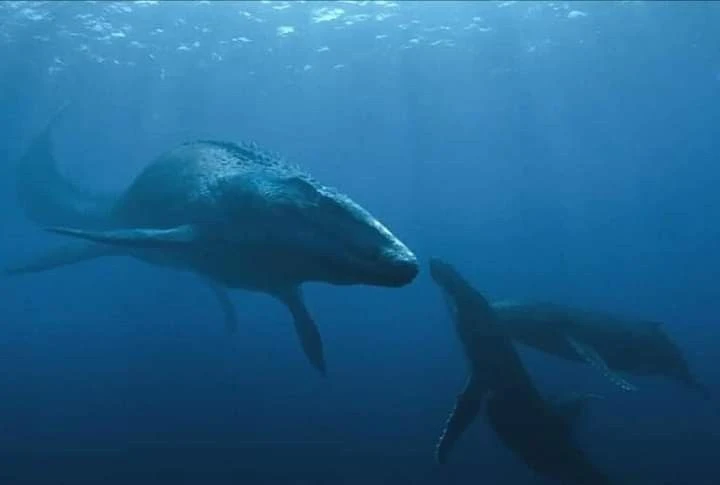 Khám phá loài bò sát biển Globidens với răng tròn đặc biệt