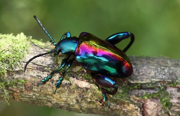 Bọ ánh kim chân ếch: loài côn trùng độc đáo với đôi chân khổng lồ