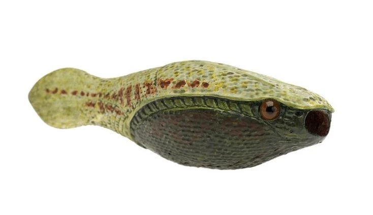 Sinh vật bọc giáp nửa tỷ tuổi hé lộ giai đoạn của tiến hóa