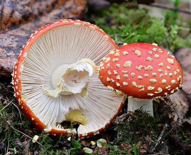 Khám phá loài nấm độc nổi bật và bí ẩn nhất hành tinh