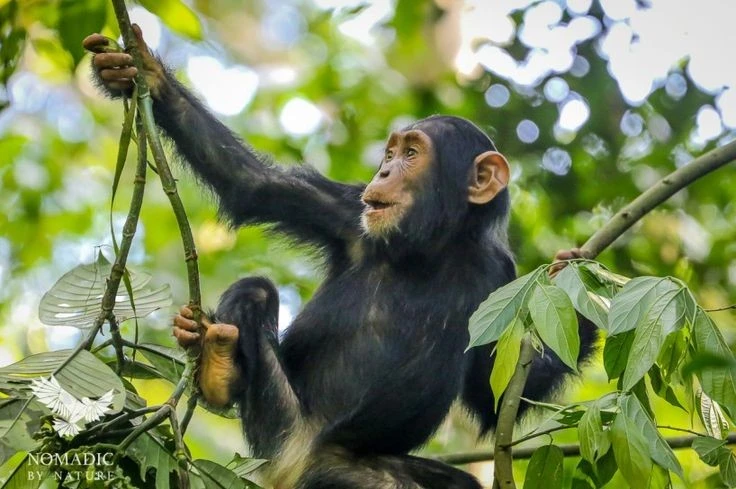 Khám phá trí tuệ và cảm xúc của tinh tinh