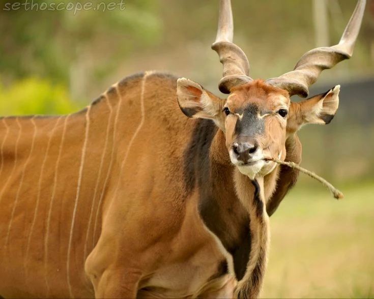 Chiêm ngưỡng 'báu vật sống' châu Phi với cặp sừng dài ngoạn mục 1,2 mét