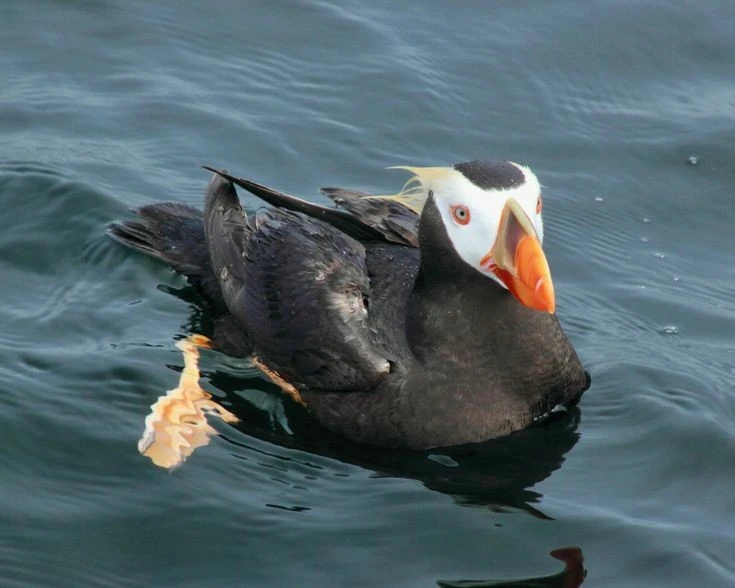 Vẹt biển ngù lông: Loài chim biển săn cá nhỏ và làm tổ trên vách đá