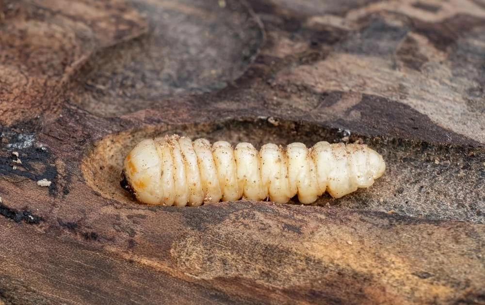 Mọt gỗ nhỏ bé gây thiệt hại khổng lồ khắp thế giới