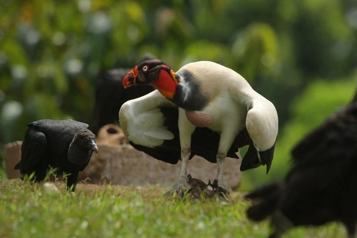 Khám phá kền kền vua: Loài chim sặc sỡ, mạnh mẽ và biểu tượng văn hóa Maya