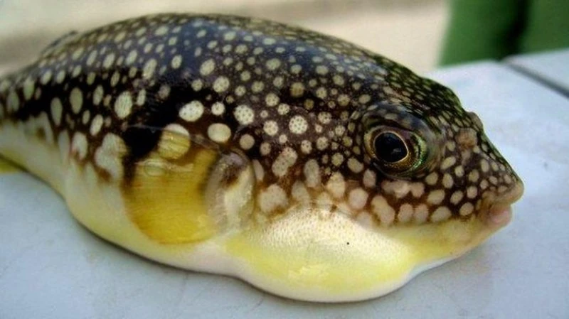 9 người ở Lâm Đồng bị ngộ độc sau khi ăn cá nóc