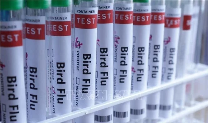 Biến chủng cúm Super K lan rộng tại Australia