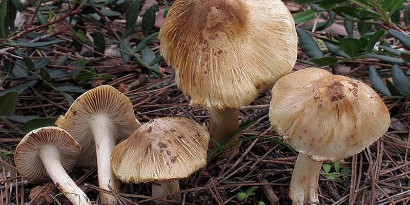 Bộ Y tế phối hợp xử lý vụ ngộ độc nấm ở Tây Ninh