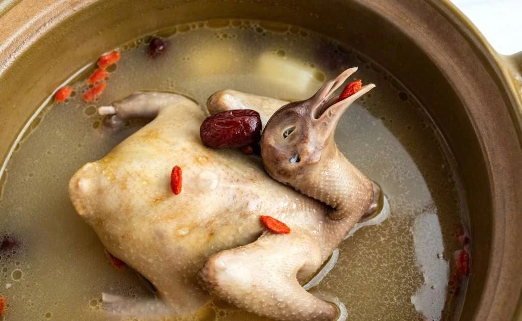 Lợi ích dinh dưỡng của thịt chim bồ câu trong chăm sóc sức khỏe