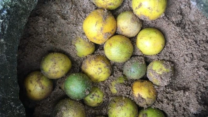 Bảo quản cam, bưởi, chanh tươi lâu với mẹo dân gian đơn giản