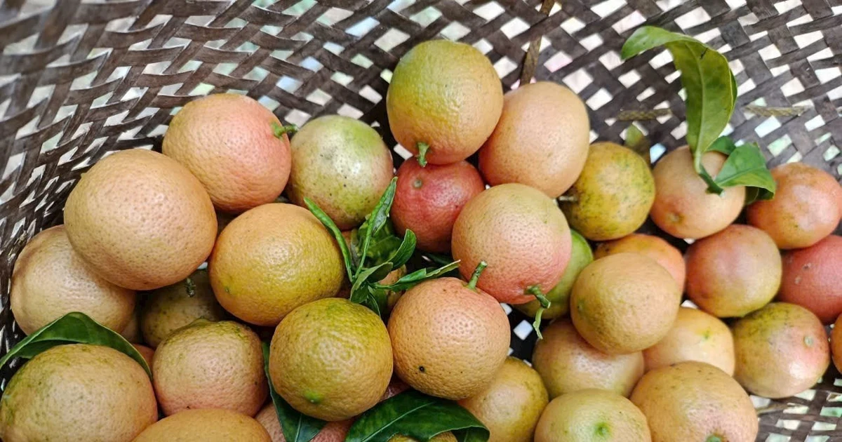 Quả rừng xưa không ai ngó nay thành đặc sản phố lùng mua