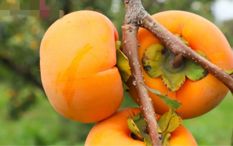 Hồng giòn giá gần 200 triệu đồng/cặp ngon cỡ nào?