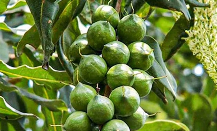 Loại hạt đắt bậc nhất thế giới, trồng thành công tại Việt Nam