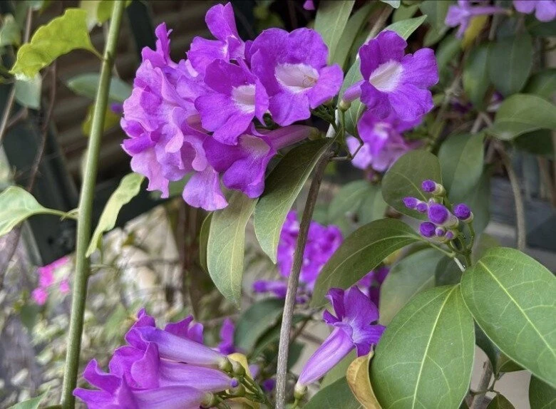 Khám phá không gian sống yên bình của NTK Đức Hùng tại Hà Nội