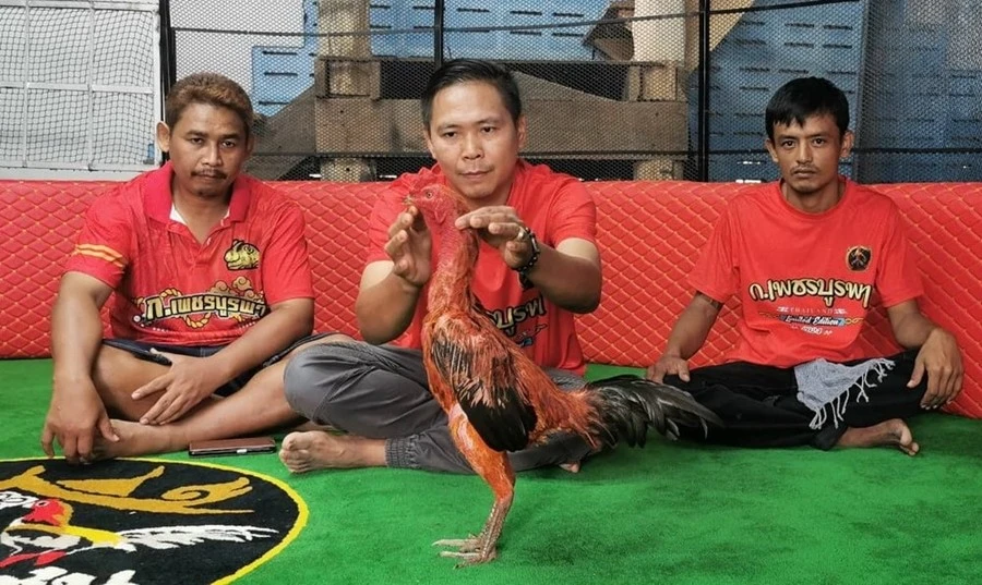 Chú gà chọi được trả 2,8 tỷ đồng, chủ nhân quyết từ chối