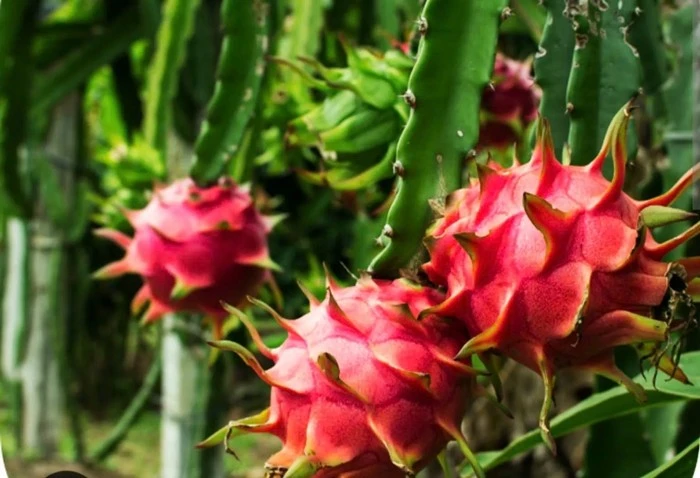 4 loại quả rớt giá xôn xao thị trường Việt 2025