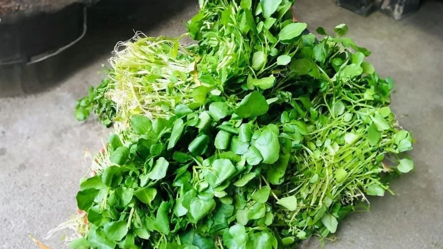 Loại rau 'rẻ bèo' ở Việt Nam 'tốt bậc nhất thế giới'