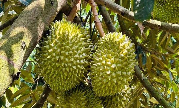 Nguồn gốc sầu riêng giá rẻ bán đầy chợ mạng