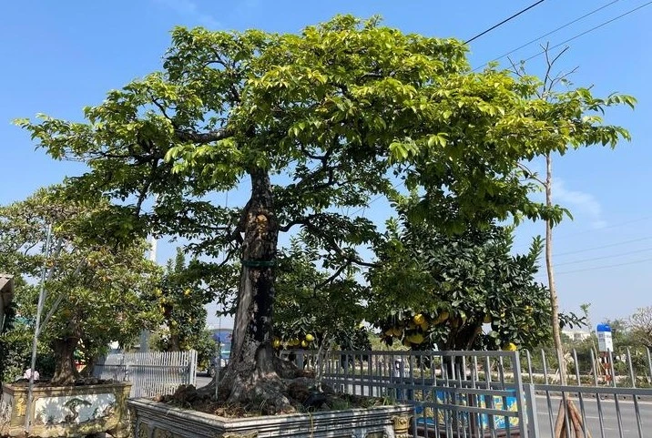 Tận mục cây thị bonsai được trả 2 tỷ đồng vẫn chưa bán