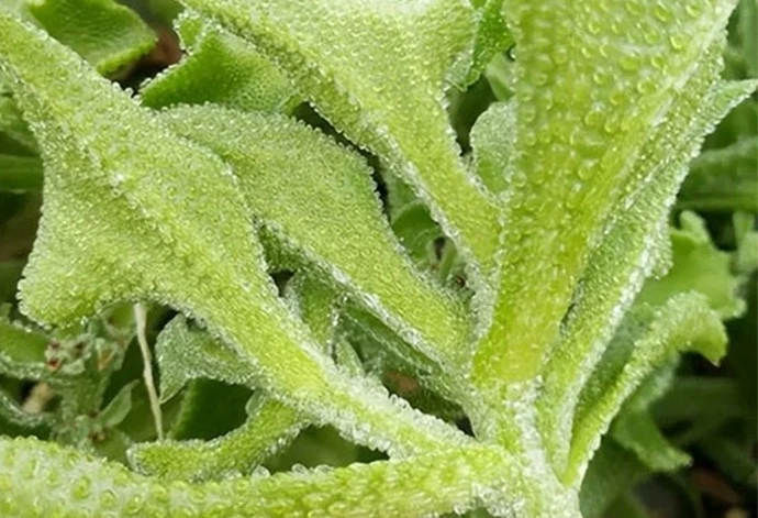 Rau kim cương "đắt hơn thịt bò" vẫn hút khách