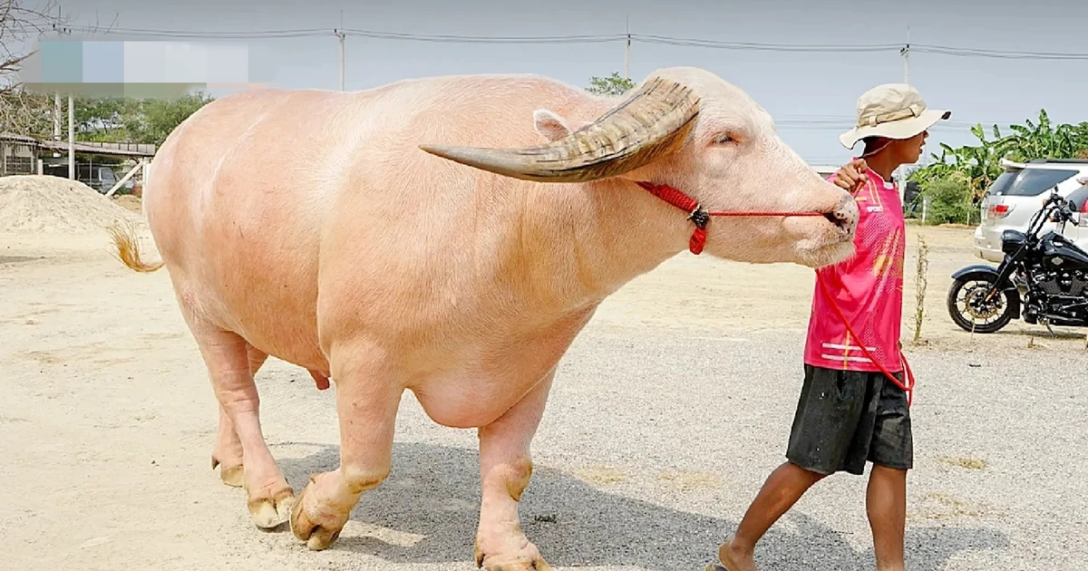 Chú trâu bạch tạng bán với giá 14 tỷ đồng
