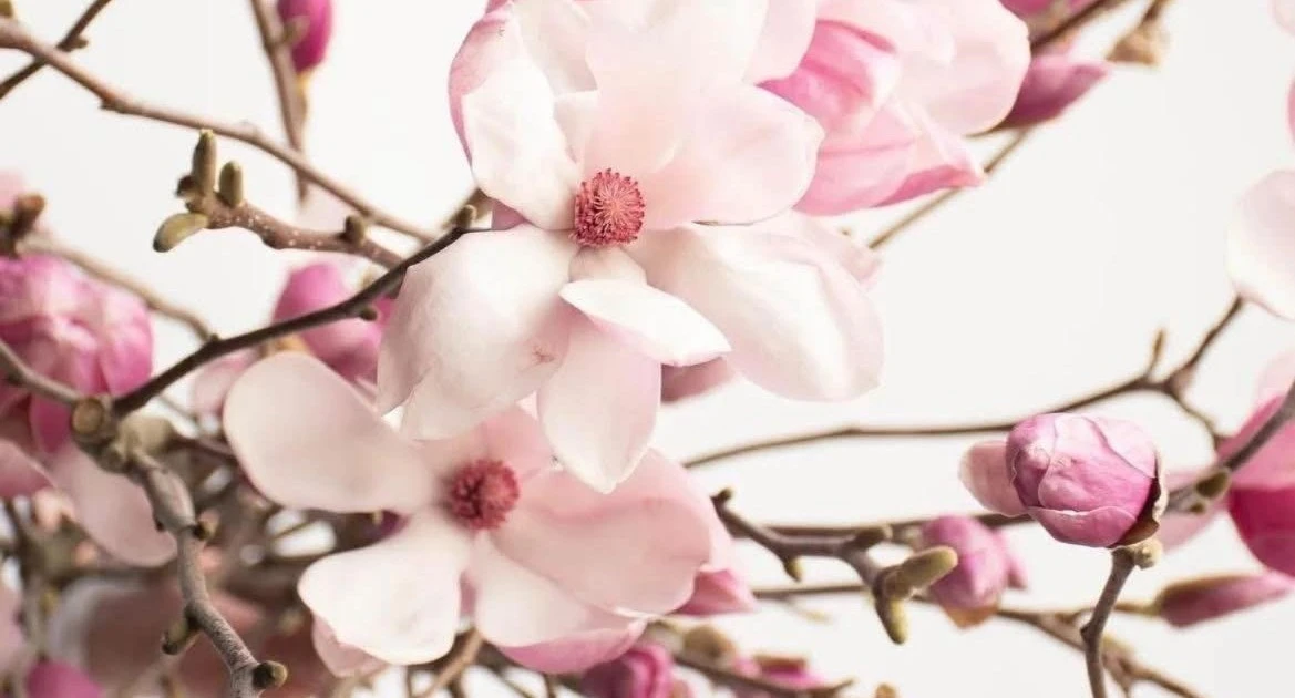 Hoa mộc lan giá tiền triệu hút khách