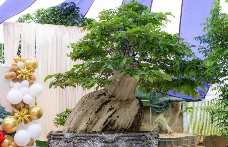 Bonsai bằng lăng xoay tự động đạt kỷ lục Việt Nam