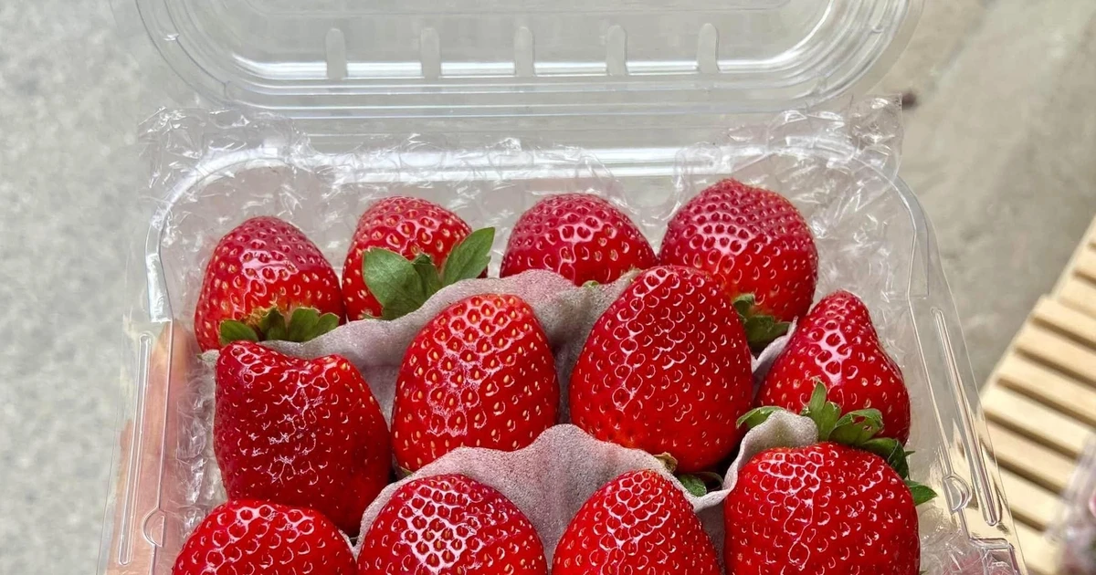 Dâu tây Mộc Châu đầu mùa cao vẫn hút khách