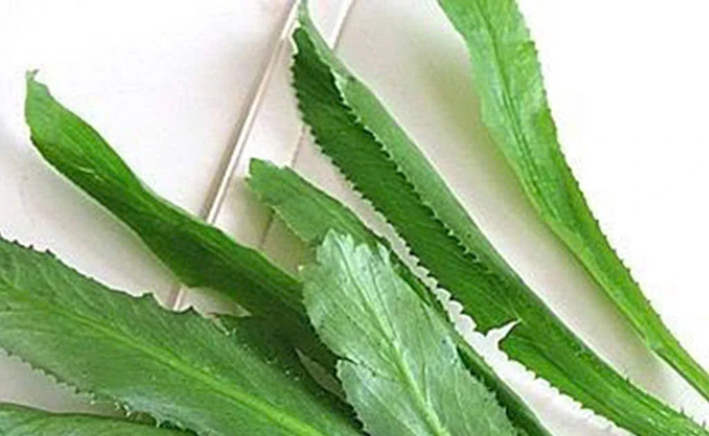 Bất ngờ lợi ích sức khỏe từ lá mùi tàu