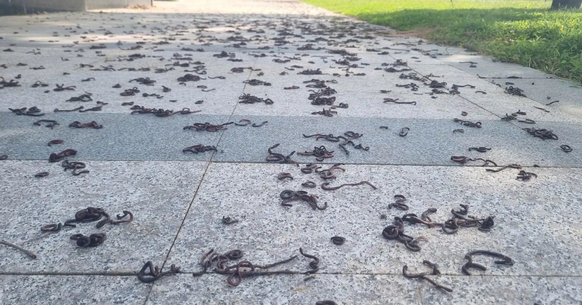 Giun đất chết khô hàng loạt tại công viên Quảng Ngãi gây tò mò