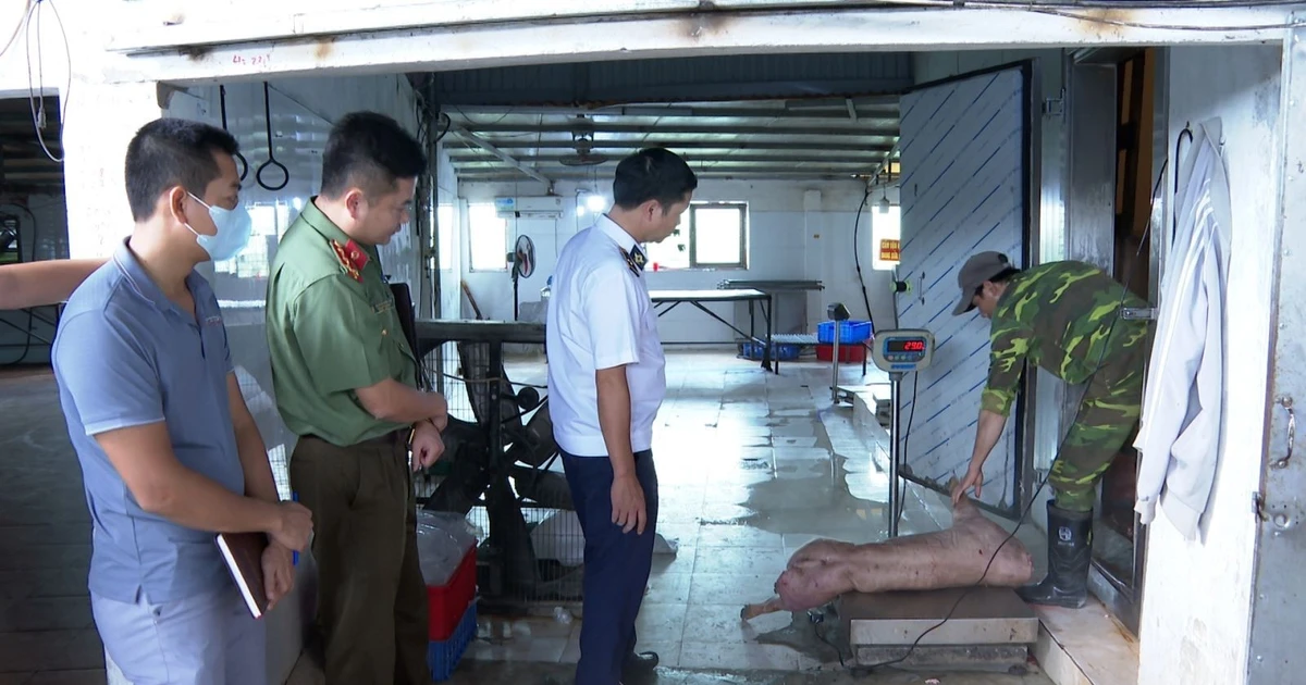 Khởi tố chủ trại lợn ở Hưng Yên giết mổ, bán thịt nhiễm dịch tả lợn châu Phi