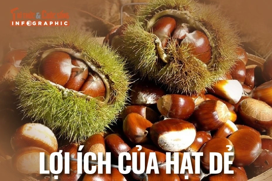 [INFOGRAPHIC] Lợi ích của hạt dẻ cho sức khỏe toàn diện