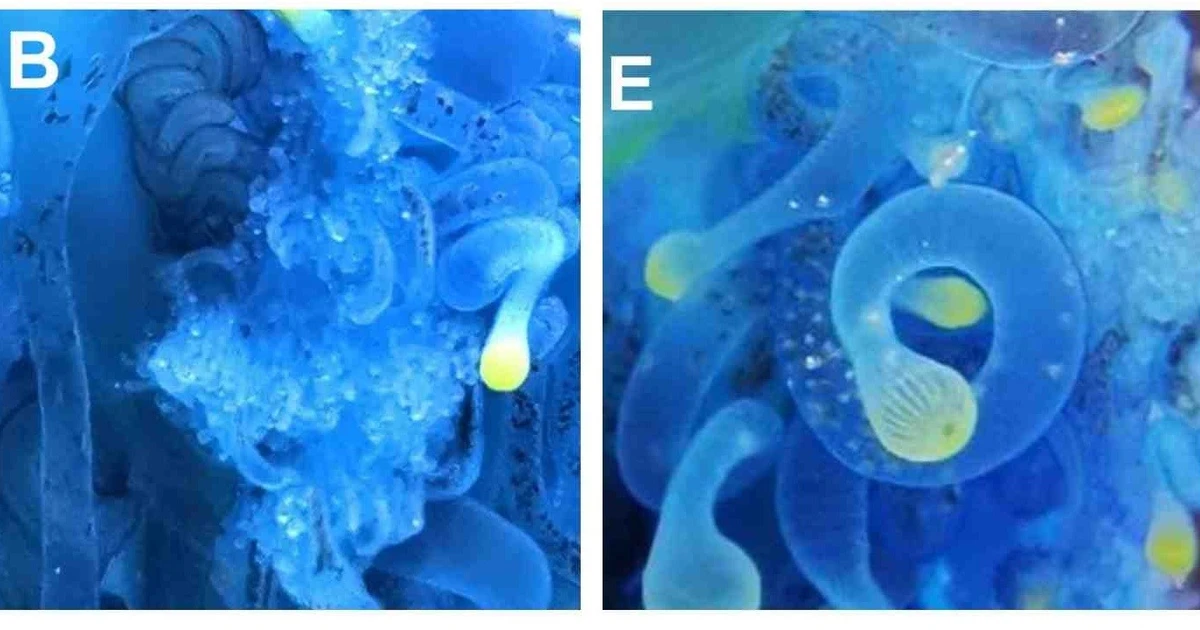 Loài sứa lạ màu xanh lam xuất hiện ngoài khơi Nhật Bản