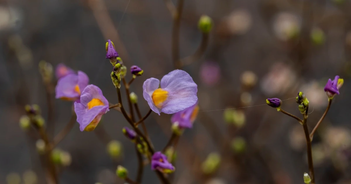 Hoa nhĩ cán tím trở lại Vườn Tràm Chim sau 7 năm vắng bóng