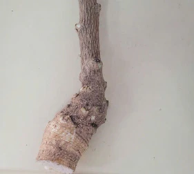 2 người ngộ độc, phản vệ vì chữa bệnh bằng cây dân gian