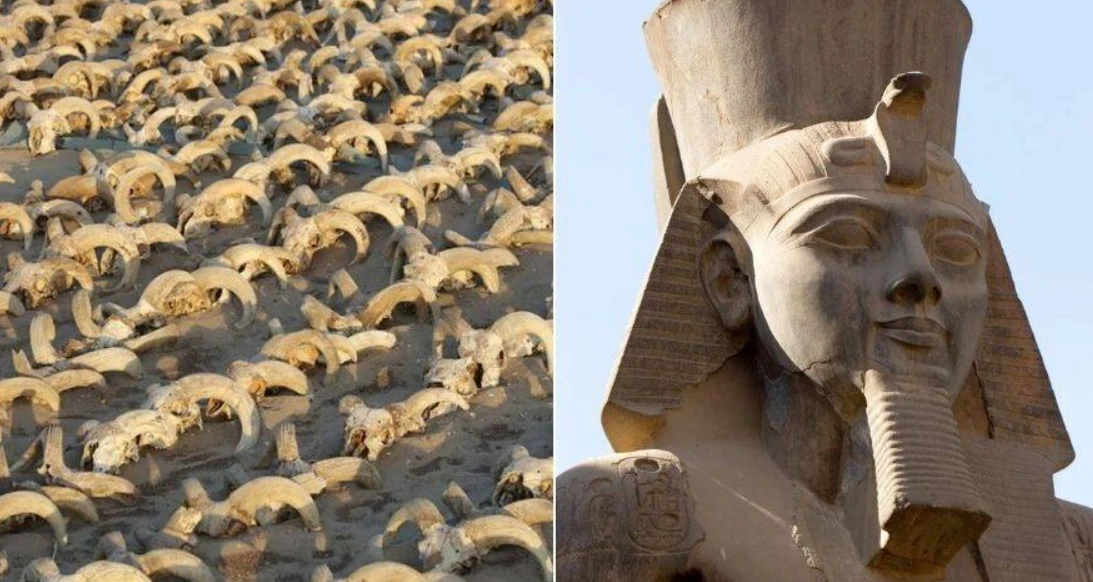 Tìm được 2.000 đầu cừu tại đền thờ Ramses II hé lộ bí mật cổ xưa