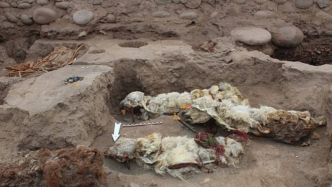 Khám phá di tích cổ Inca với hài cốt lạc đà không bướu bí ẩn