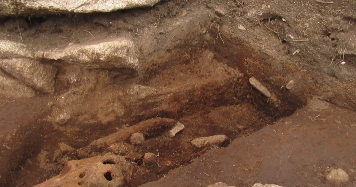 Khai quật tại Guernsey phát hiện di tích chôn cất cá heo cổ xưa