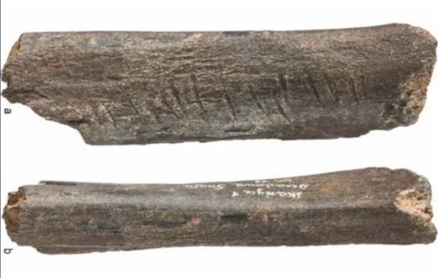 Phát hiện xương gấu tiền sử mang dấu ấn nghệ thuật của người Neanderthal